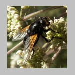 Mesembrina meridiana - Rinderfliege 08.jpg